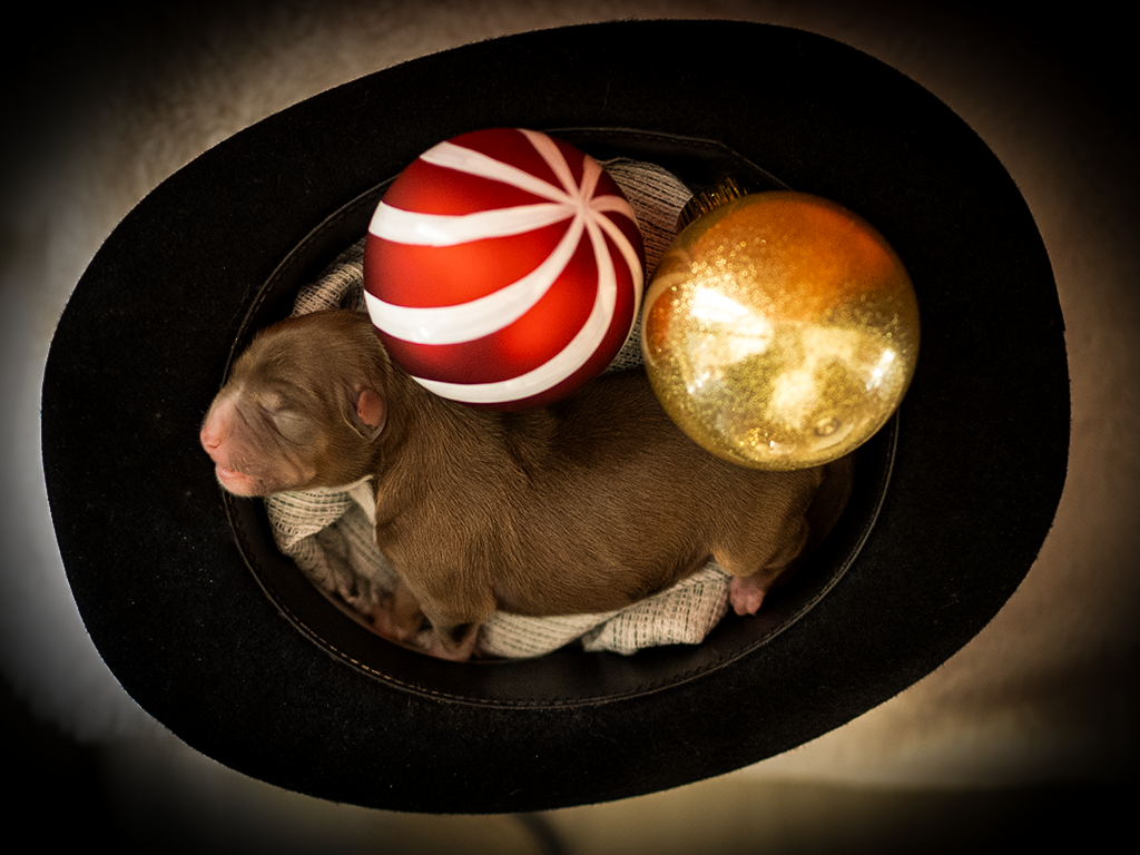 De L'Ode A La Vie - Chiots disponibles - Berger Australien