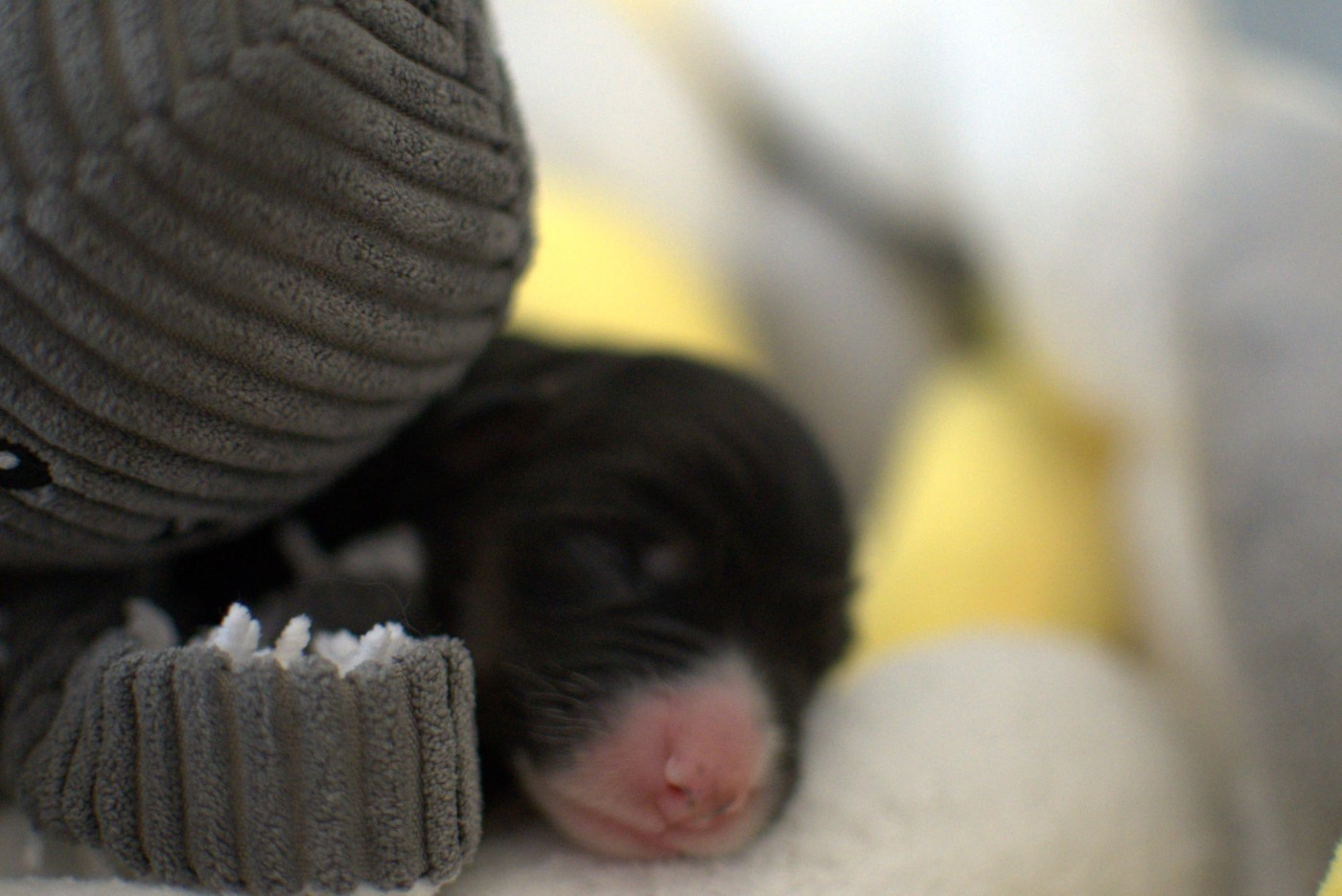 De L'Ode A La Vie - Chiots disponibles - Berger Australien
