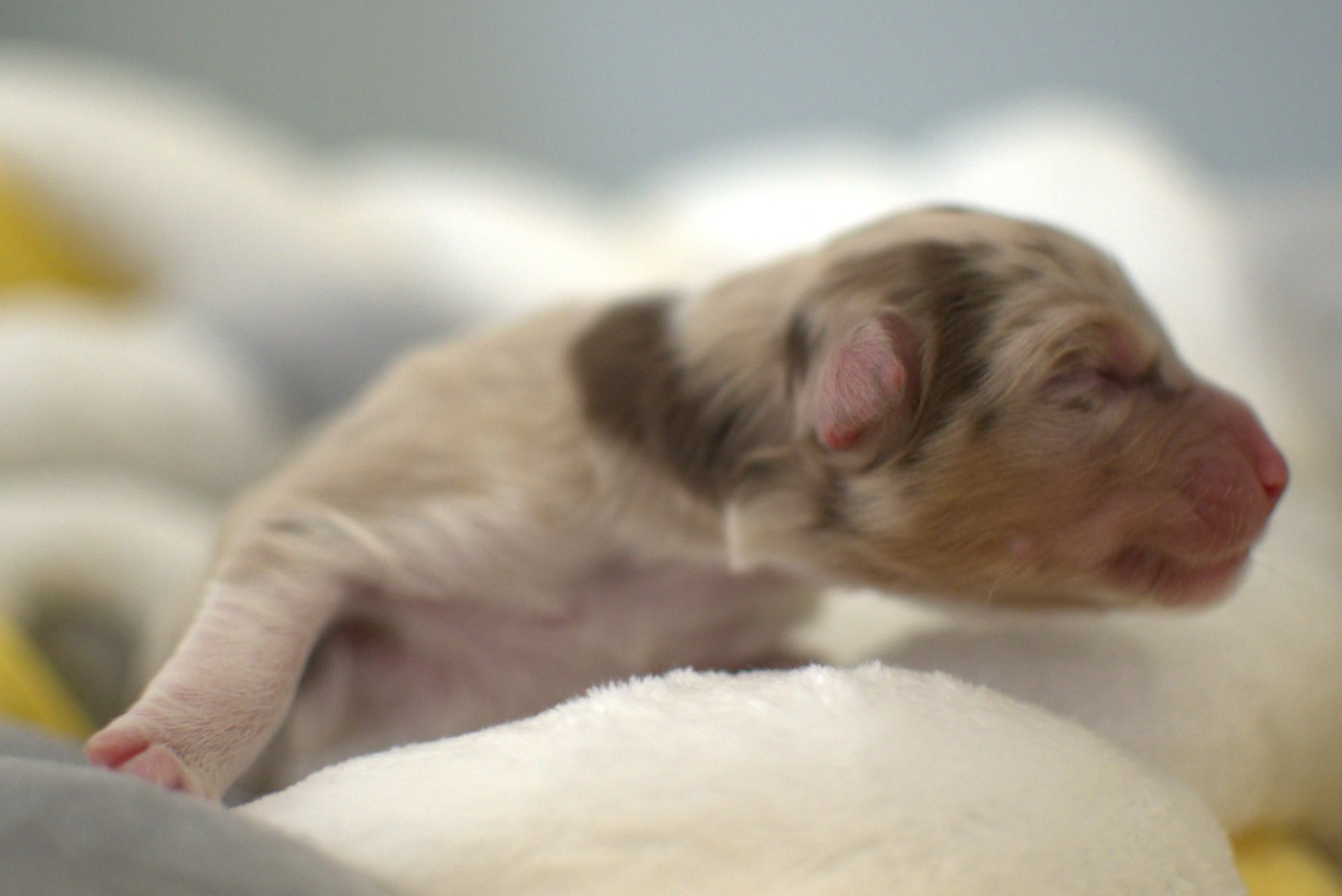 De L'Ode A La Vie - Chiots disponibles - Berger Australien