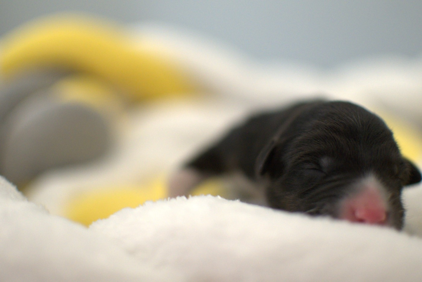 De L'Ode A La Vie - Chiots disponibles - Berger Australien