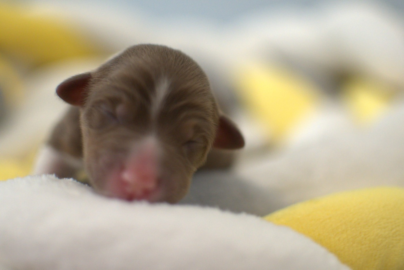 De L'Ode A La Vie - Chiots disponibles - Berger Australien