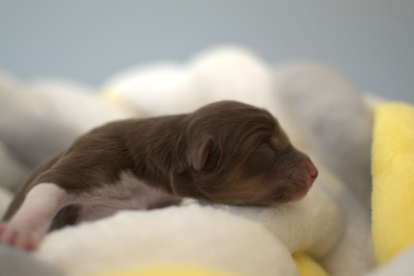 De L'Ode A La Vie - Chiots disponibles - Berger Australien