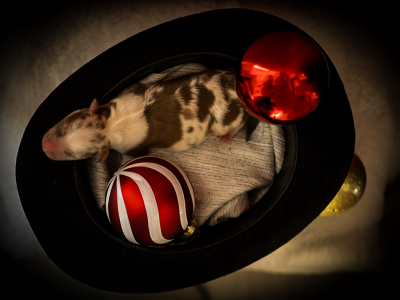 All dreams come true AOKI