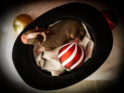 All dreams come true ARES